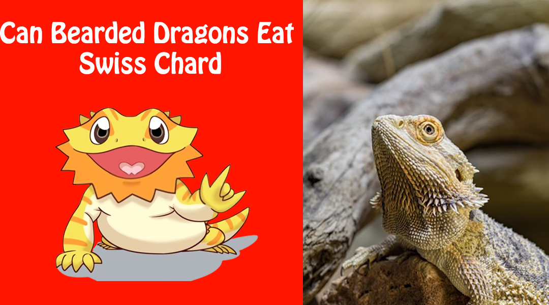 Can Bearded Dragons Eat Swiss Chard