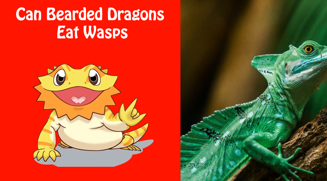Can Bearded Dragons Eat Wasps