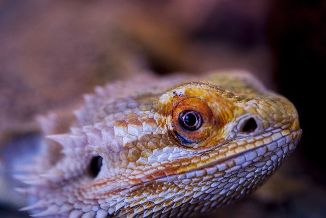 Can Bearded Dragons Eat Spiders