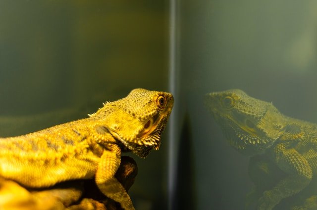 Can Bearded Dragons Eat Curly Mustard Greens