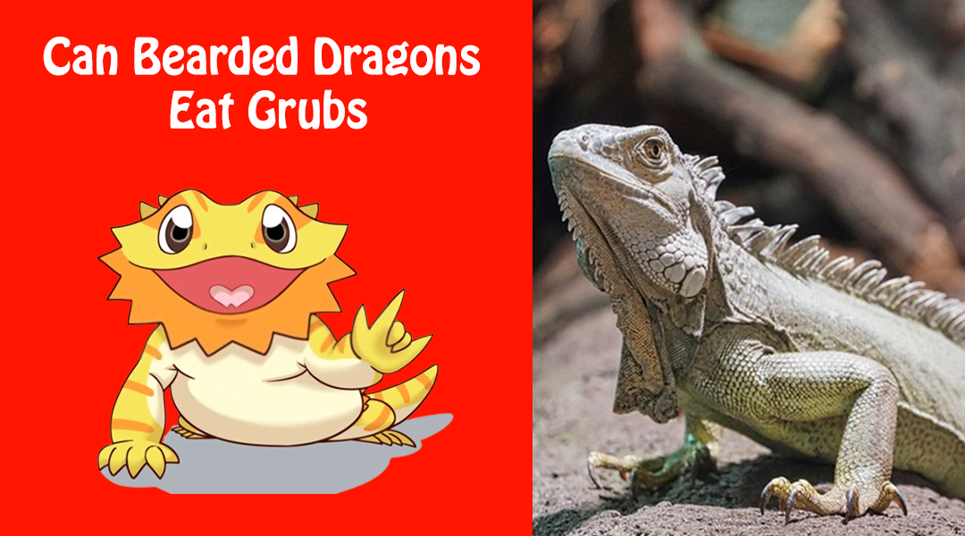 Can Bearded Dragons Eat Grubs