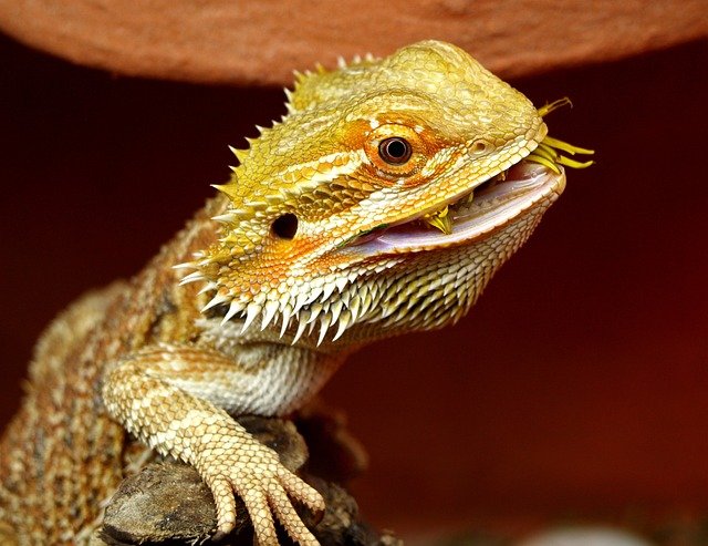 Can Bearded Dragons Eat Fries