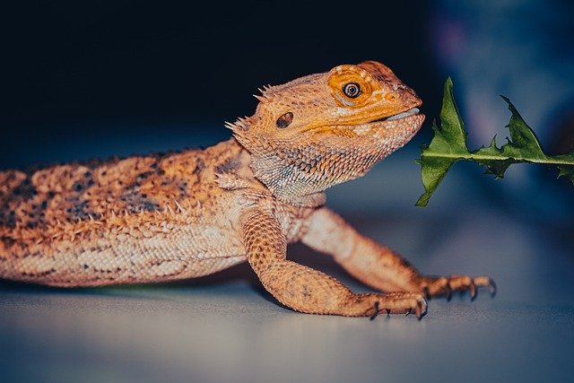 Can Bearded Dragons Eat Green Chard