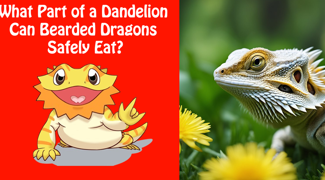 What Part of a Dandelion Can Bearded Dragons Eat