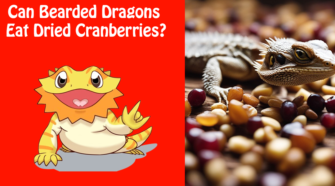 Can Bearded Dragons Eat Dried Cranberries