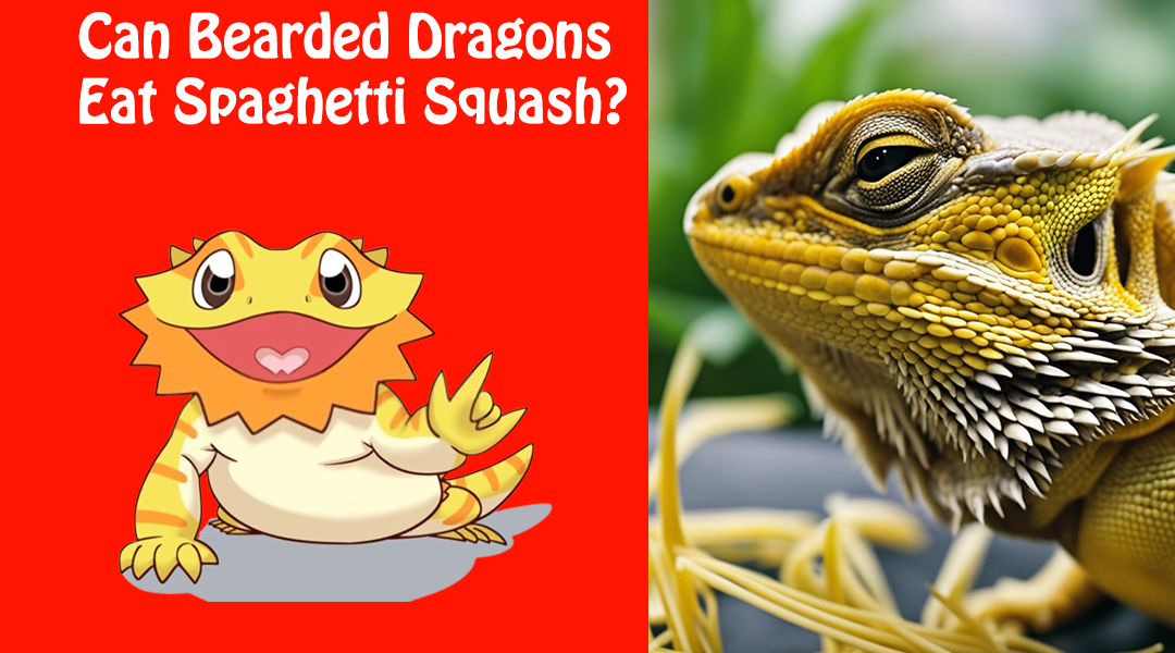 Can Bearded Dragons Eat Spaghetti Squash