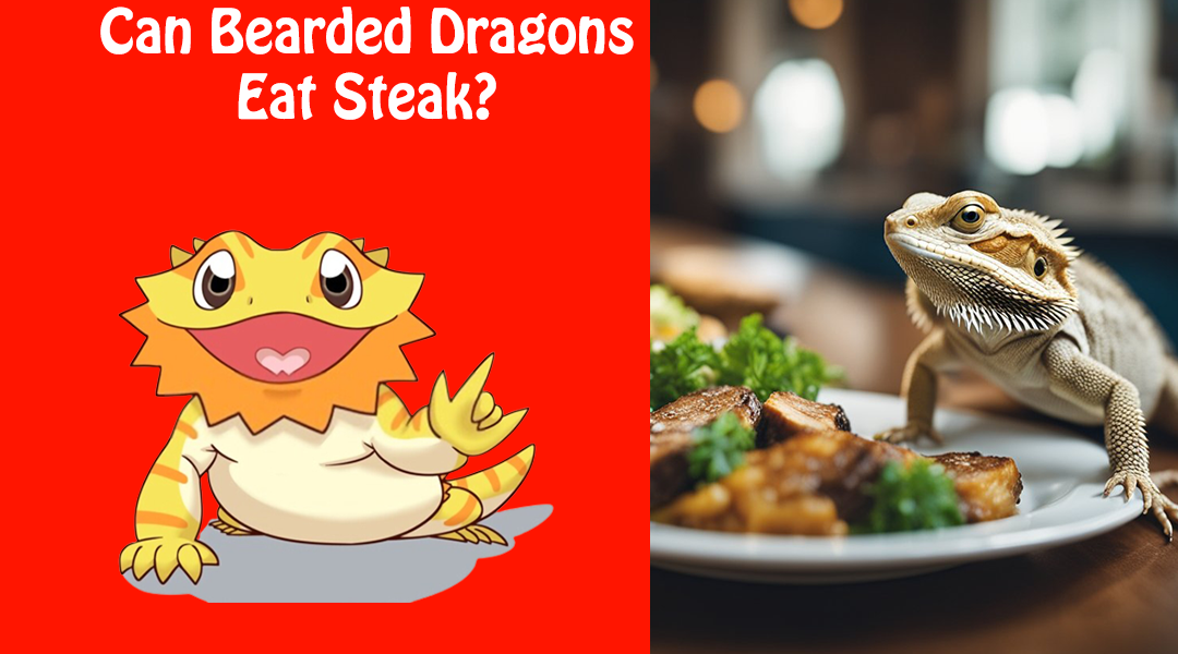 Can Bearded Dragons Eat Steak