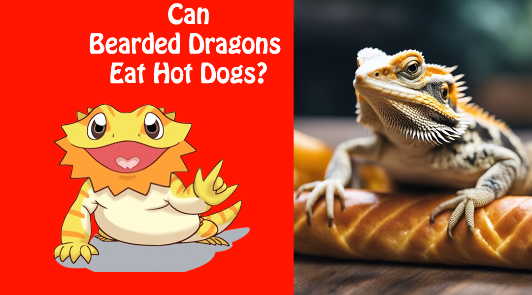 Can Bearded Dragons Eat Hot Dogs