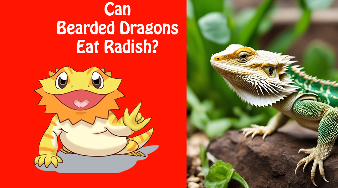 Can Bearded Dragons Eat Radish