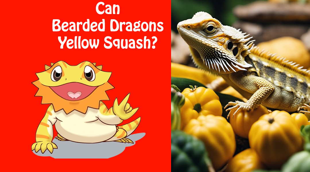 Can Bearded Dragons Eat Yellow Squash?