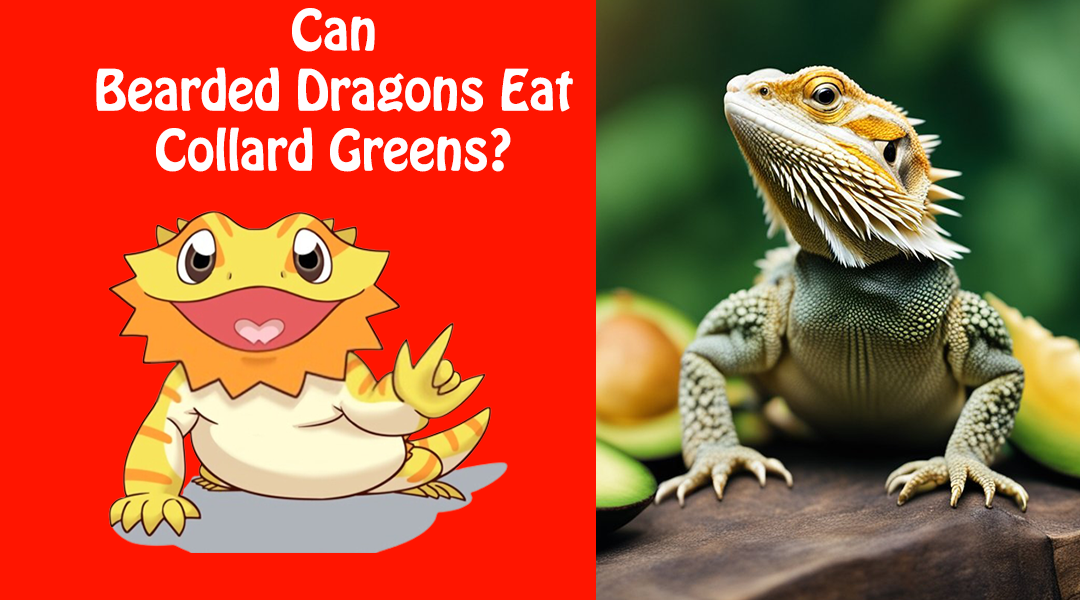 Can Bearded Dragons Eat Collard Greens