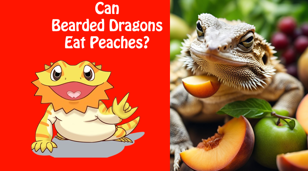 Can Bearded Dragons Eat Peaches