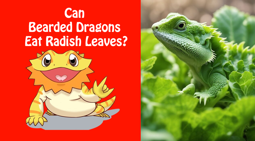 Can Bearded Dragons Eat Radish Leaves?