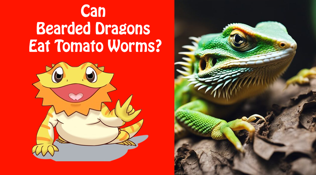 Can Bearded Dragons Eat Tomato Worms