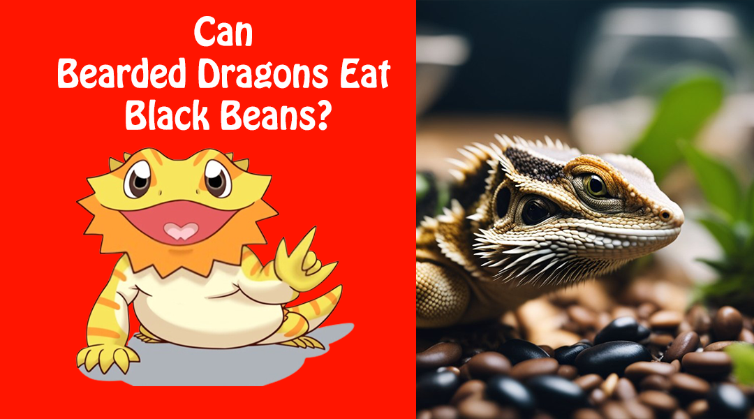 Can Bearded Dragons Eat Black Beans