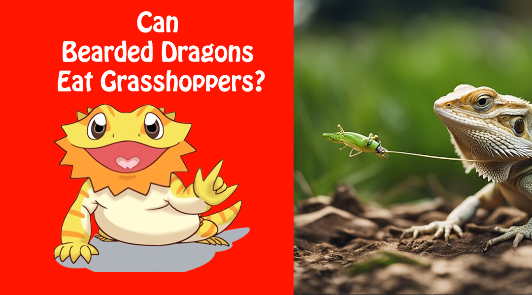Can Bearded Dragons Eat Grasshoppers?