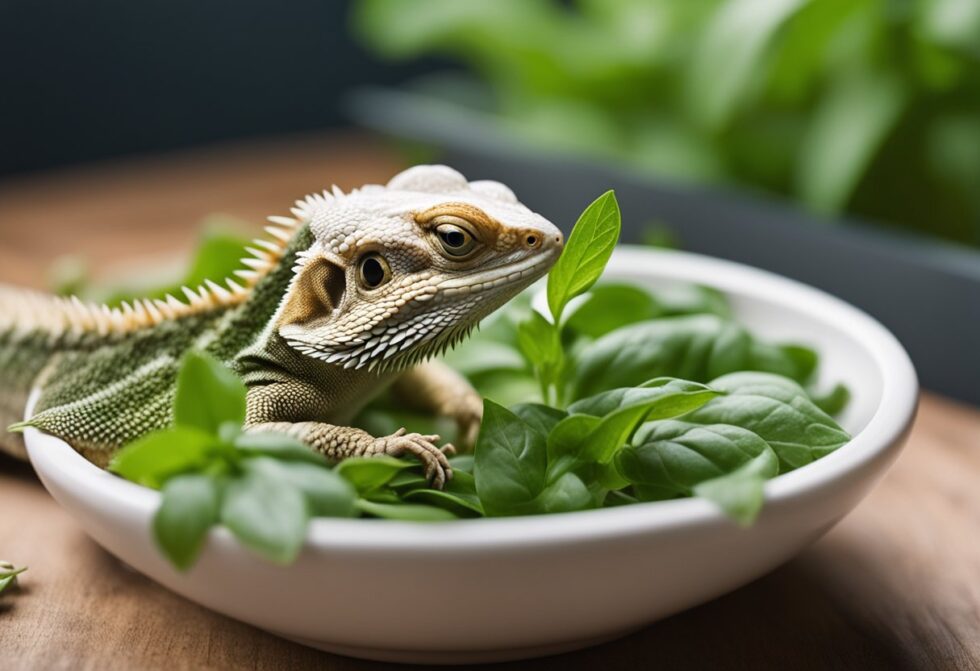 Can Bearded Dragons Eat Basil Leaves 9532