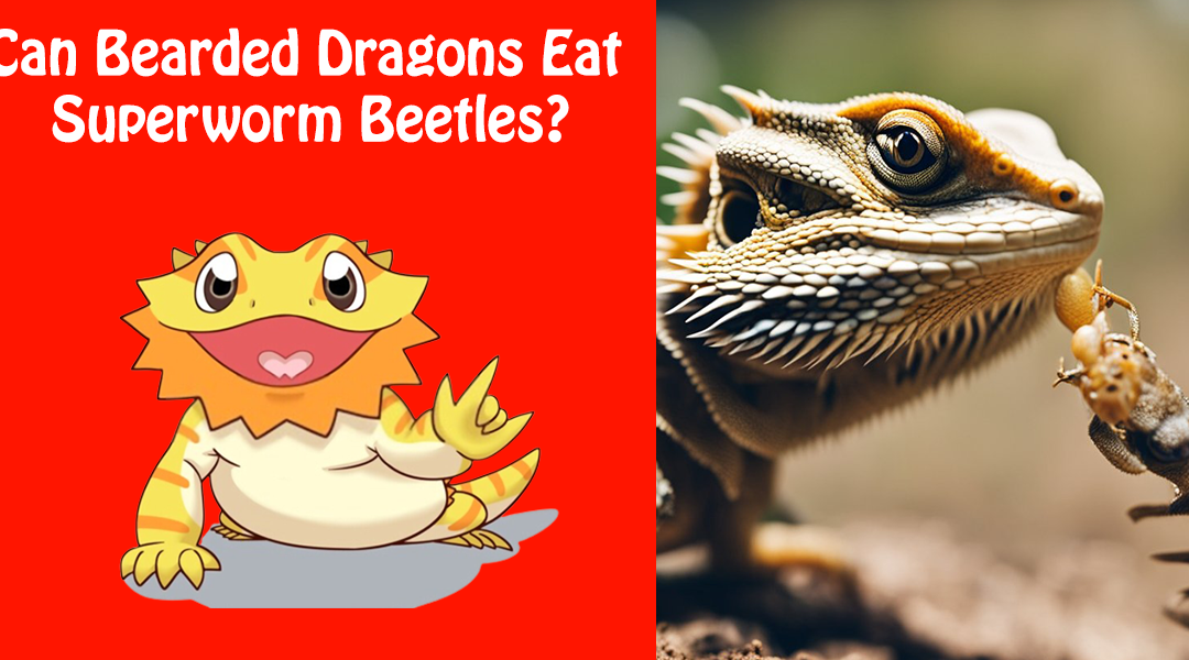 Can Bearded Dragons Eat Superworm Beetles