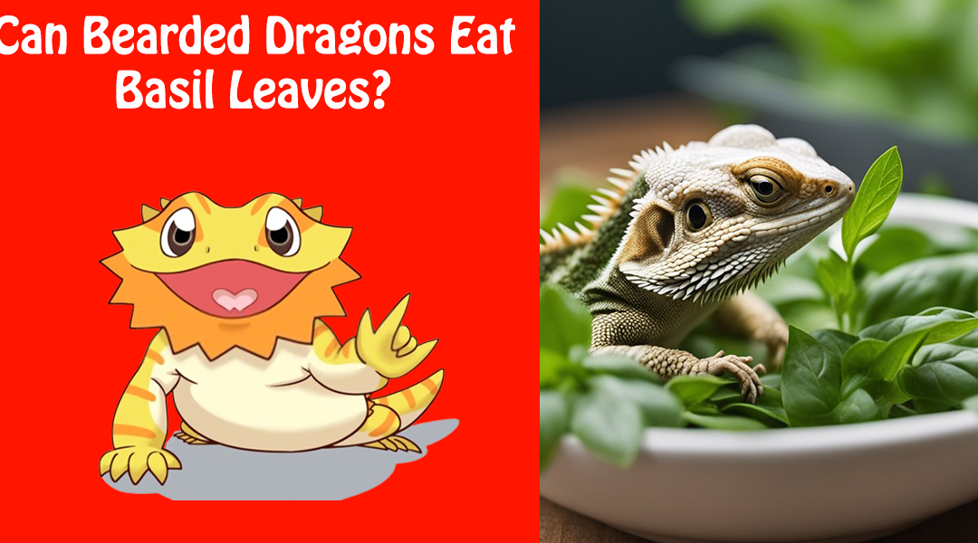 Can Bearded Dragons Eat Basil Leaves