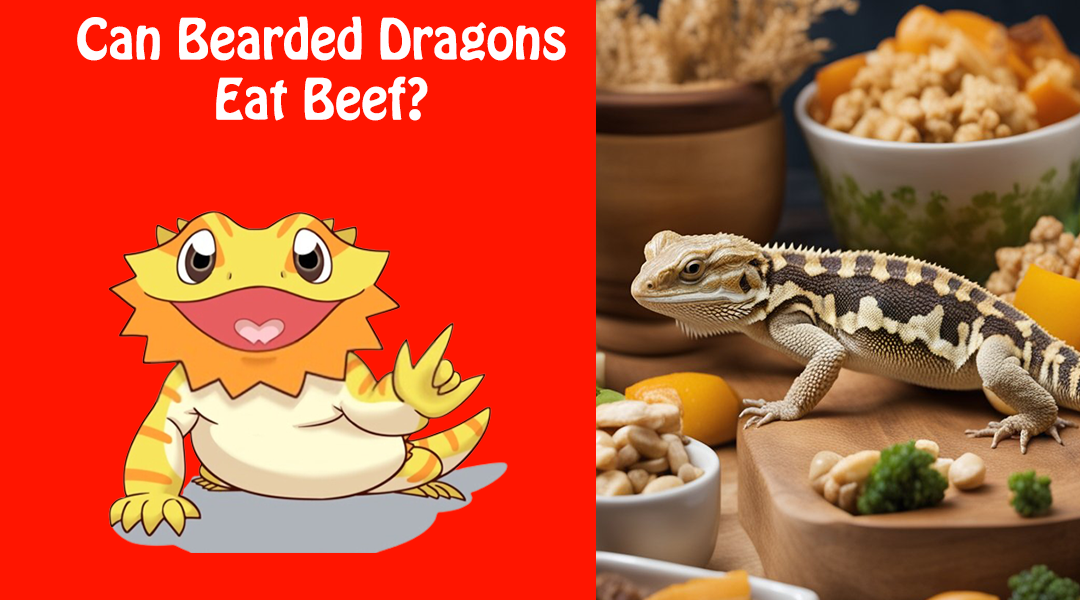 Can Bearded Dragons Eat Beef