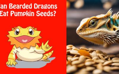 Can Bearded Dragons Eat Pumpkin Seeds?