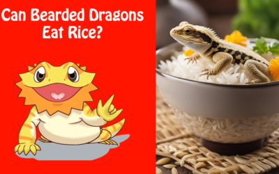 Can Bearded Dragons Eat Rice?