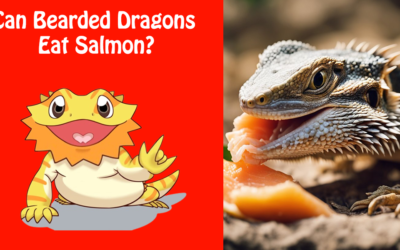 Can Bearded Dragons Eat Salmon?