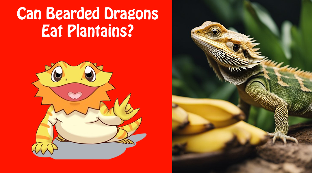 Can Bearded Dragons Eat Plantains
