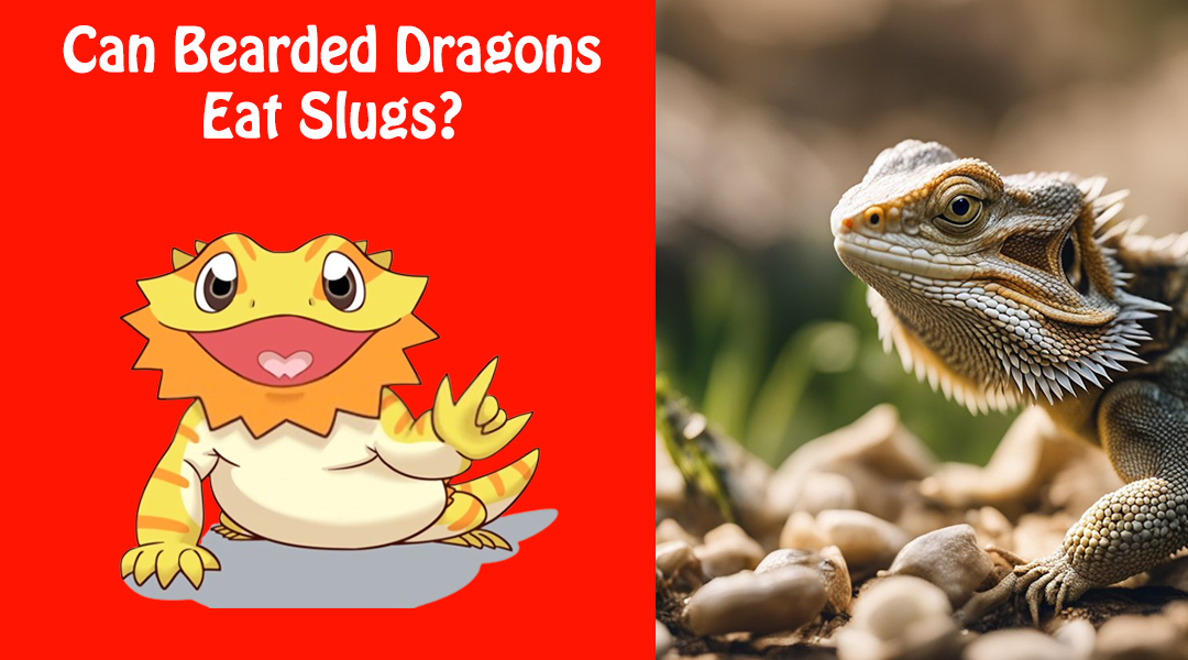Can Bearded Dragons Eat Slugs