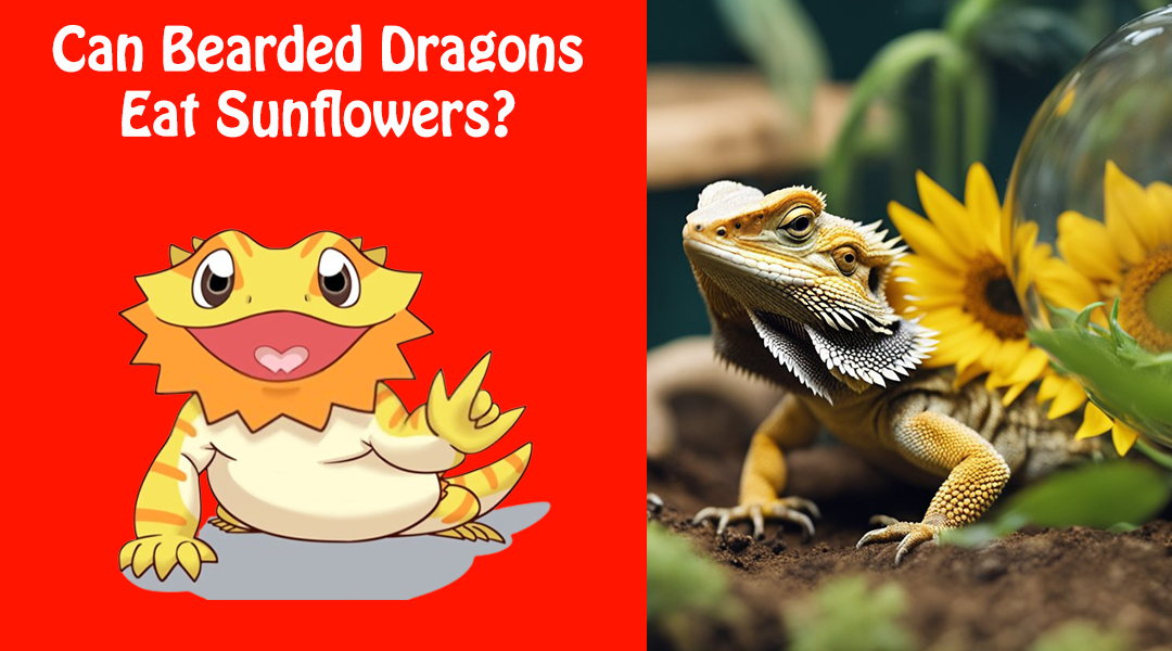 Can Bearded Dragons Eat Sunflowers
