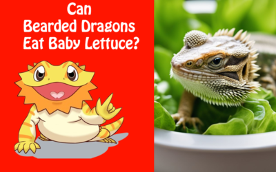 Can Bearded Dragons Eat Baby Lettuce?