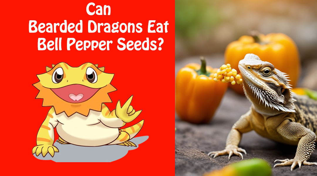 Can Bearded Dragons Eat Bell Pepper Seeds