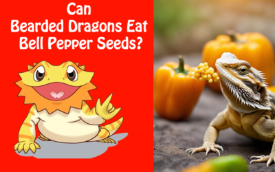 Can Bearded Dragons Eat Bell Pepper Seeds?