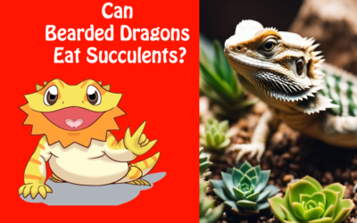 Can Bearded Dragons Eat Succulents?