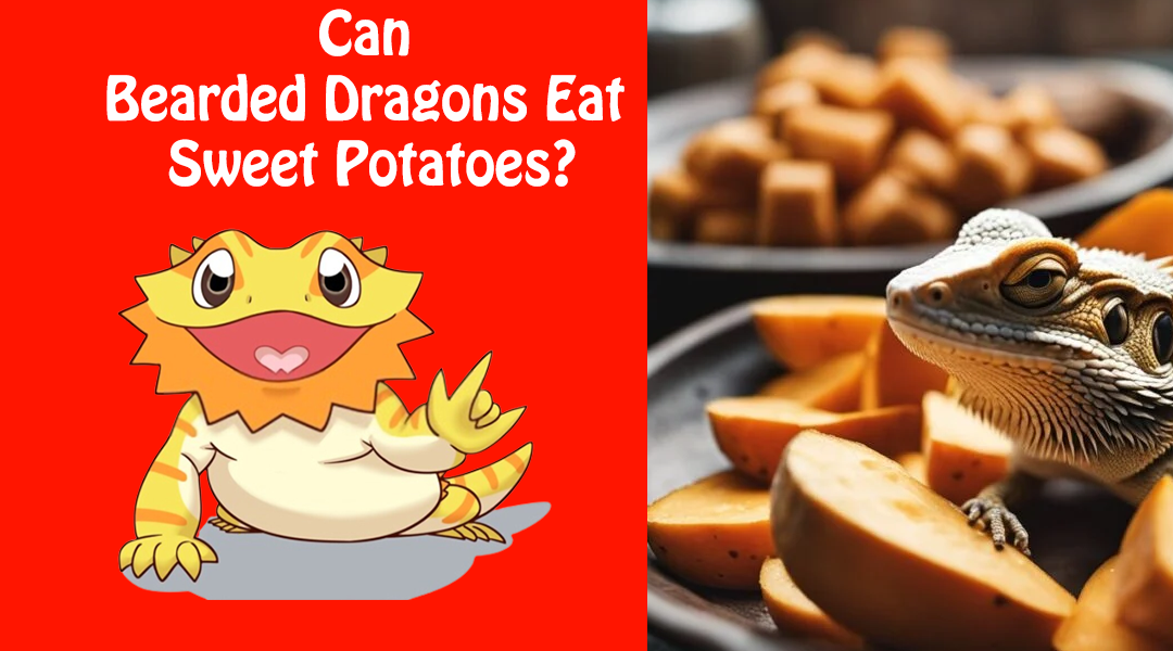 Can Bearded Dragons Eat Sweet Potatoes
