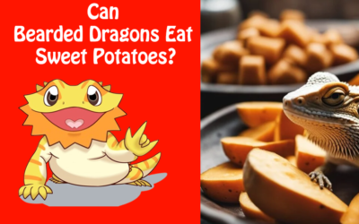 Can Bearded Dragons Eat Sweet Potatoes?