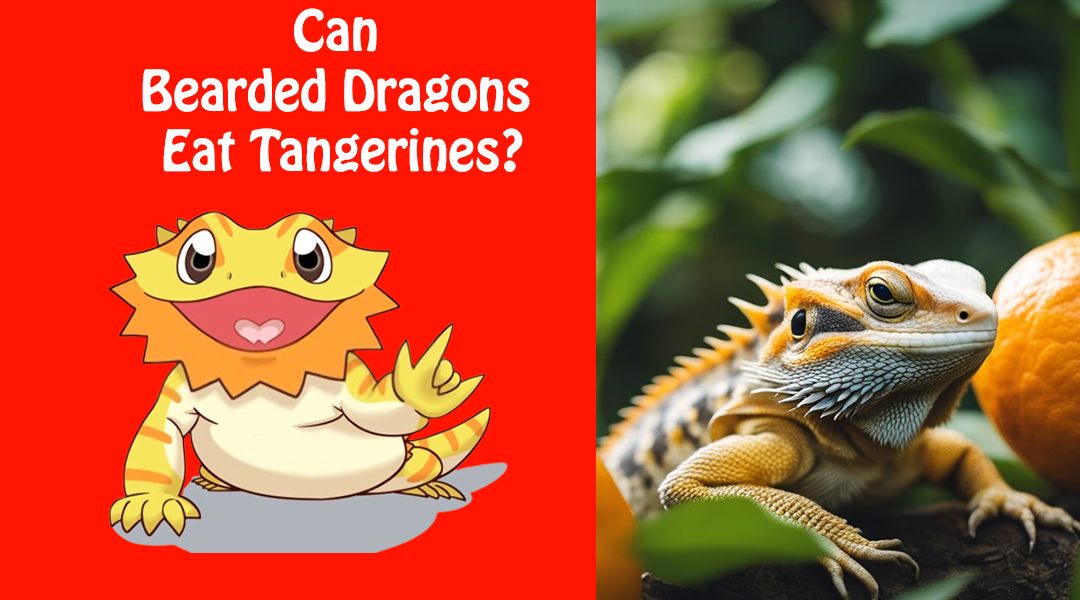 Can Bearded Dragons Eat Tangerines