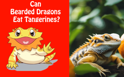 Can Bearded Dragons Eat Tangerines?