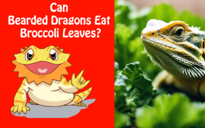 Can Bearded Dragons Eat Broccoli Leaves?