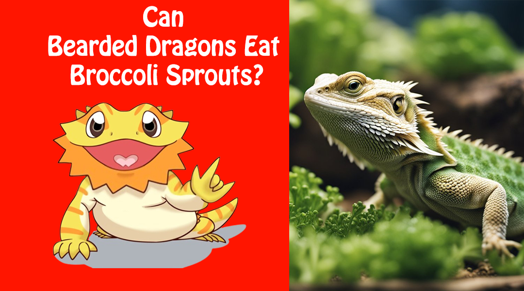 Can Bearded Dragons Eat Broccoli Sprouts