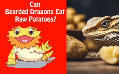 Can Bearded Dragons Eat Raw Potatoes?