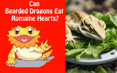 Can Bearded Dragons Eat Romaine Hearts?