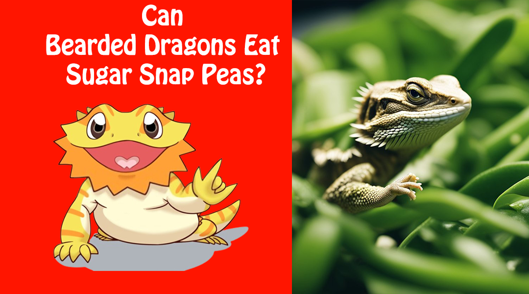 Can Bearded Dragons Eat Sugar Snap Peas
