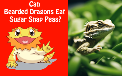 Can Bearded Dragons Eat Sugar Snap Peas?