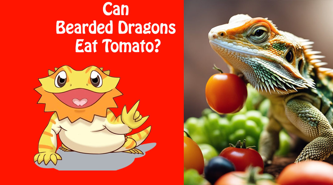 Can Bearded Dragons Eat Tomato