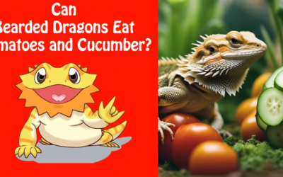 Can Bearded Dragons Eat Tomatoes and Cucumber?