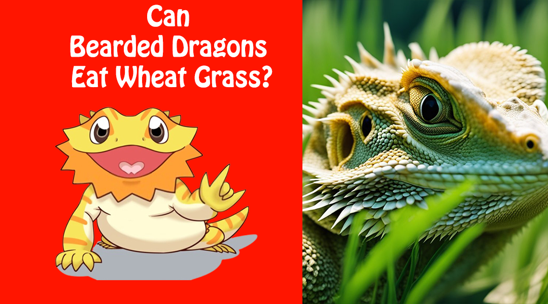 Can Bearded Dragons Eat Wheat Grass