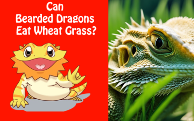 Can Bearded Dragons Eat Wheat Grass?