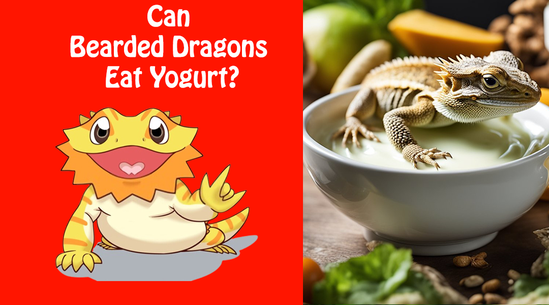 Can Bearded Dragons Eat Yogurt