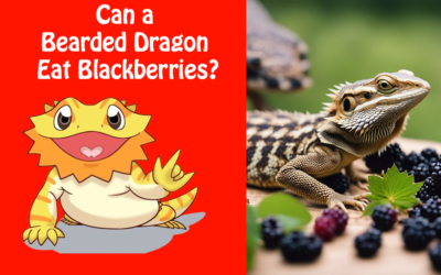 Can a Bearded Dragon Eat Blackberries?